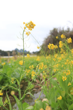 油菜花