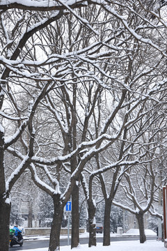 雪后树木