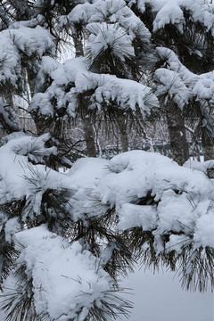 树枝积雪