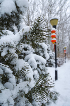 树枝积雪