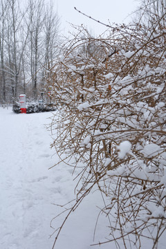 树枝积雪