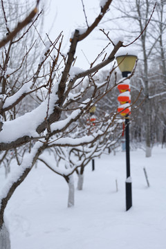 树枝积雪