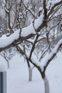 树枝积雪