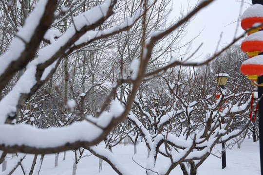 树枝积雪