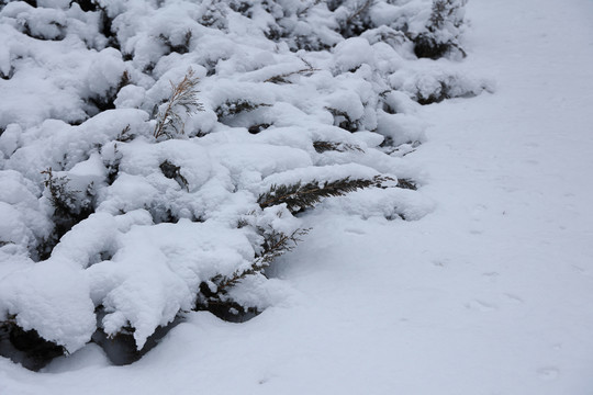 雪后景色