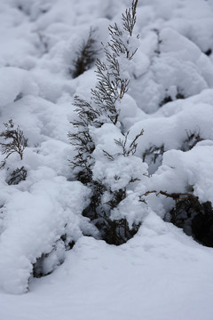 雪后景色