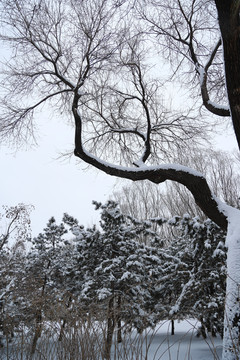 雪后景色