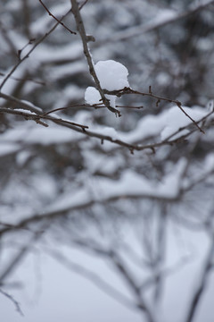 雪后景色