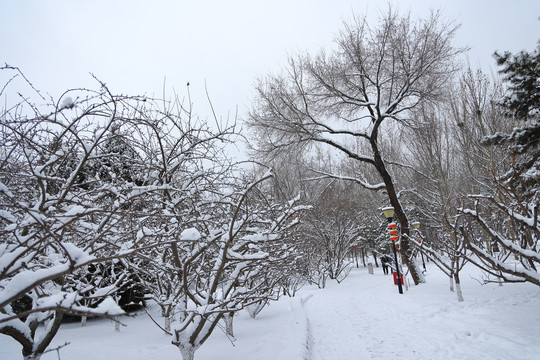 雪后风光