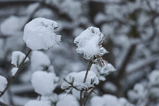 树枝积雪