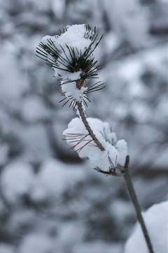 树枝积雪