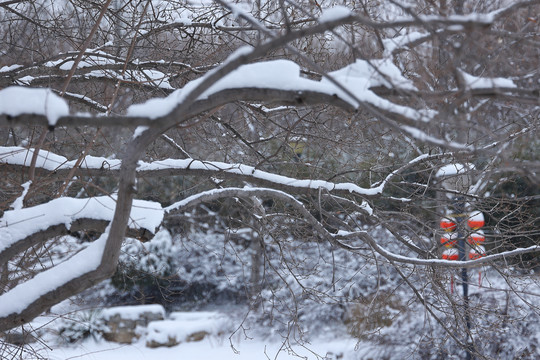 雪后景色