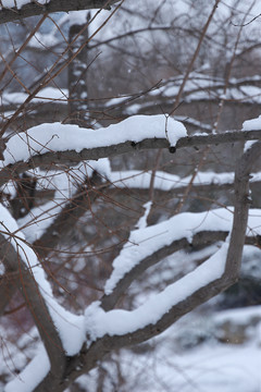 雪后景色