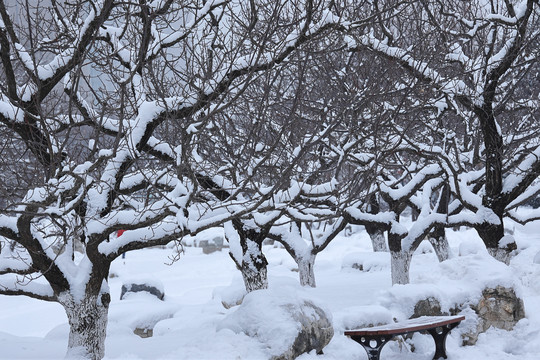 雪后景色