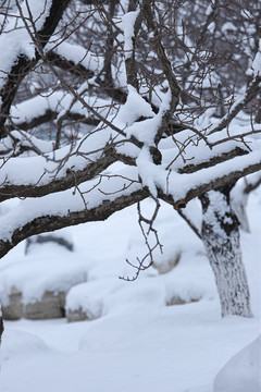 雪后树枝