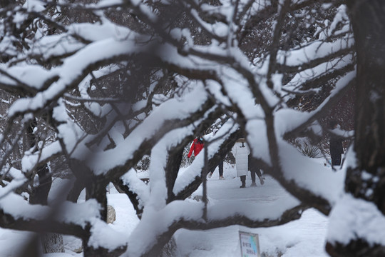 雪后树枝