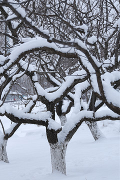 雪后树枝