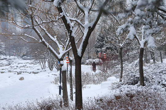 雪后树枝