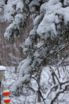 雪后风光