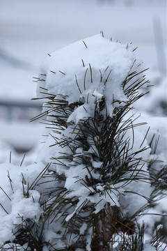 雪后植物