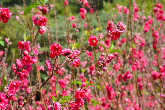 灼灼芬華