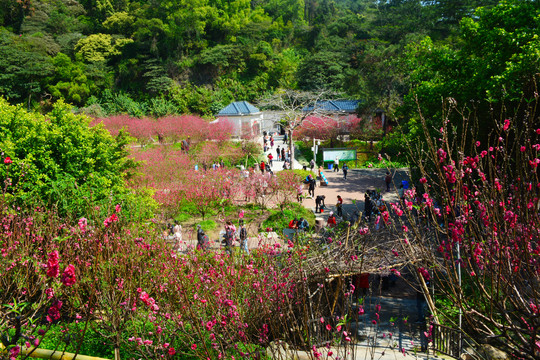 桃花園風景