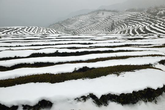 茶园雪景