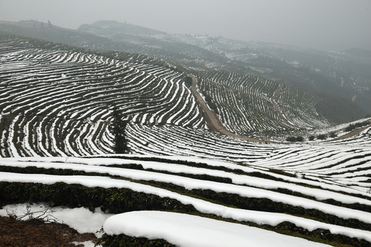 茶园雪景