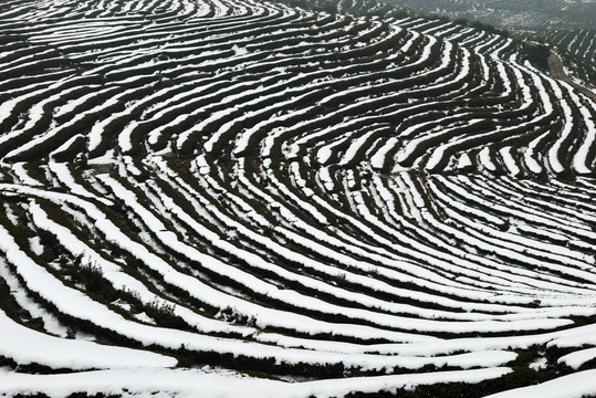 茶园雪景