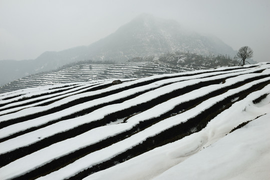 茶园雪景