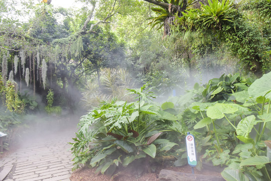 厦门植物园雨林世界