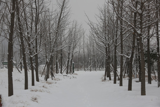 公园里的雪景