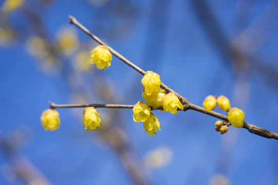 蜡梅花