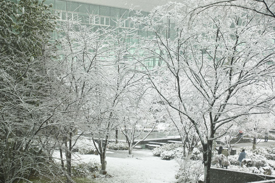 冬季雪景