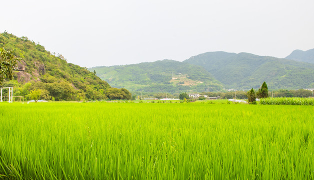 田园风光