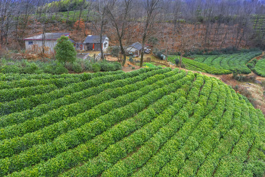 茶田茶厂图片