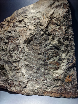 古植物化石