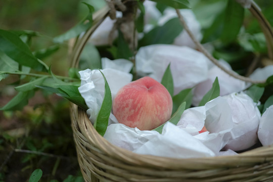 桃子水蜜桃新鲜水果