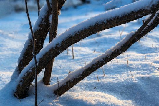 春雪