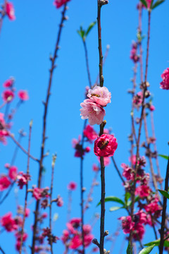 桃花依旧笑春风