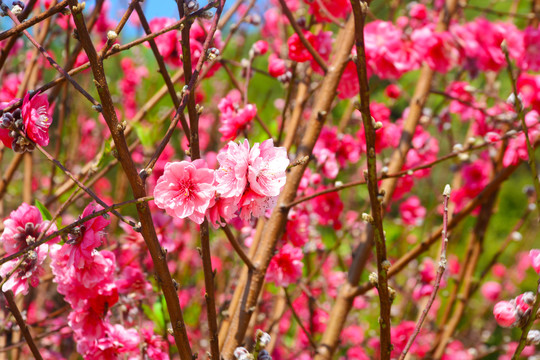 桃花盛开