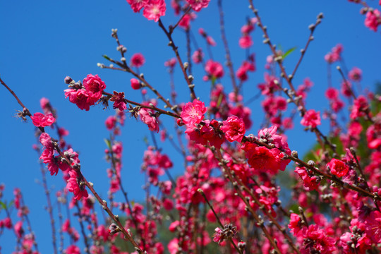 桃花