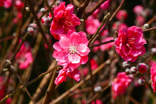 花盛开