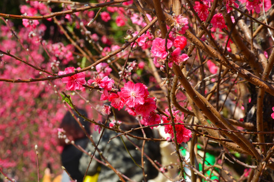 人面桃花相映红