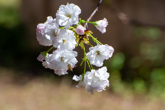 白樱花