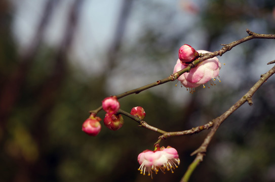 梅花