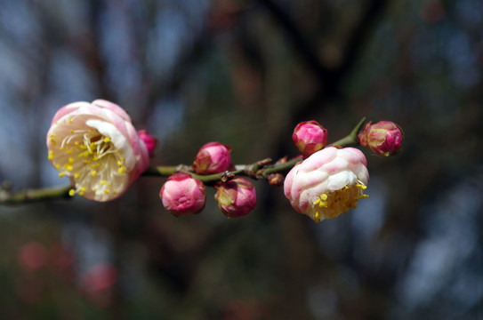 梅花