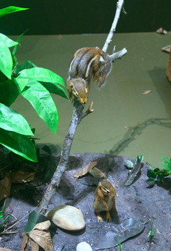 美洲野生动物标本美洲金花鼠