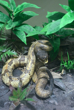 美洲野生动物标本森林响尾蛇