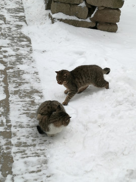 冬日的猫